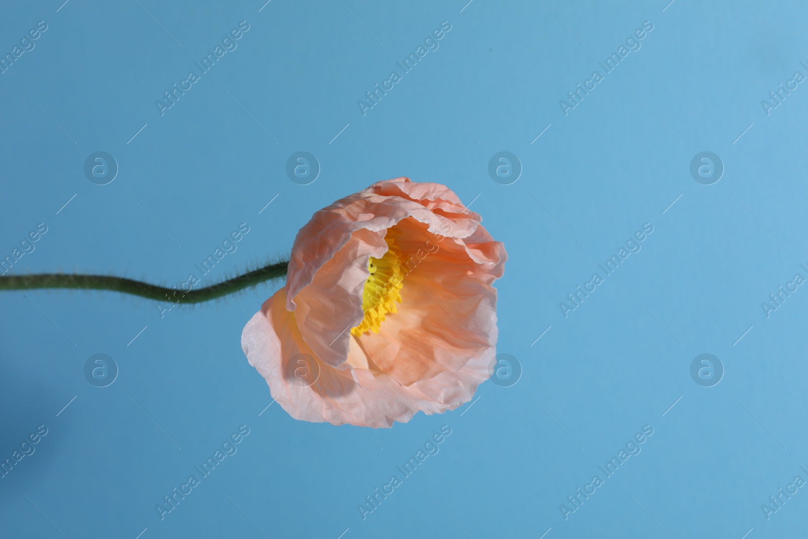 One beautiful poppy flower on light blue background, closeup. Space for text Photo of One beautiful poppy flower on light blue background, closeup. Space for text