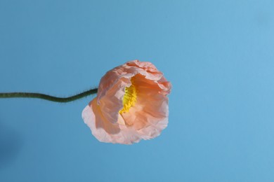 Photo of One beautiful poppy flower on light blue background, closeup. Space for text