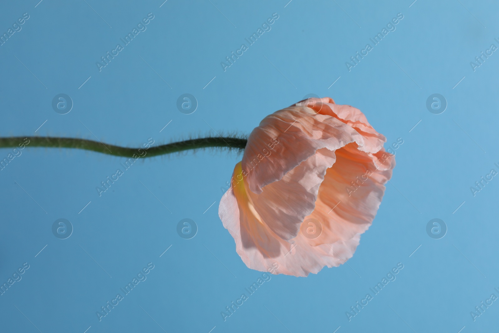 One beautiful poppy flower on light blue background, closeup Photo of One beautiful poppy flower on light blue background, closeup