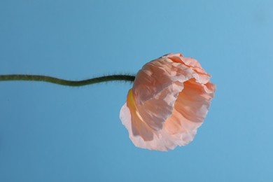 Photo of One beautiful poppy flower on light blue background, closeup