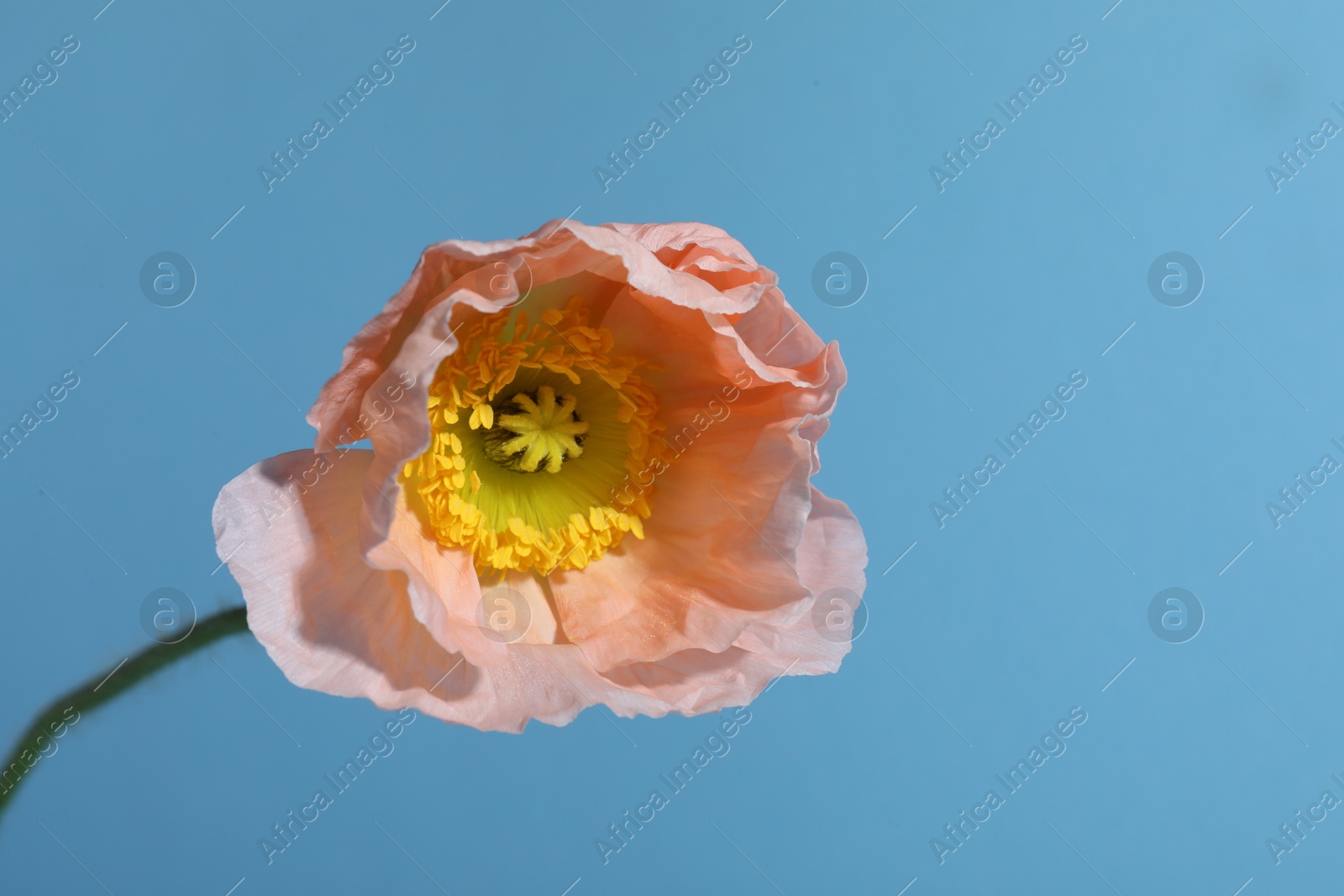 One beautiful poppy flower on light blue background, closeup Photo of One beautiful poppy flower on light blue background, closeup