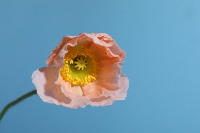 Photo of One beautiful poppy flower on light blue background, closeup