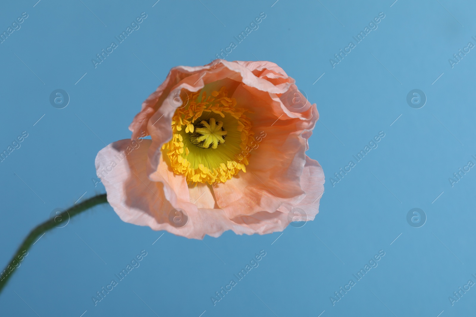 One beautiful poppy flower on light blue background, closeup Photo of One beautiful poppy flower on light blue background, closeup