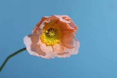 Photo of One beautiful poppy flower on light blue background, closeup
