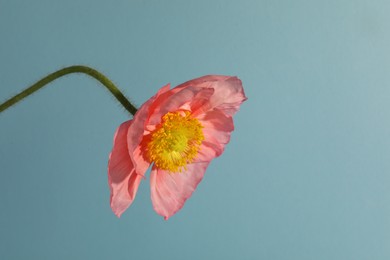 Photo of One beautiful poppy flower on light blue background, closeup