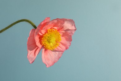 Photo of One beautiful poppy flower on light blue background, closeup
