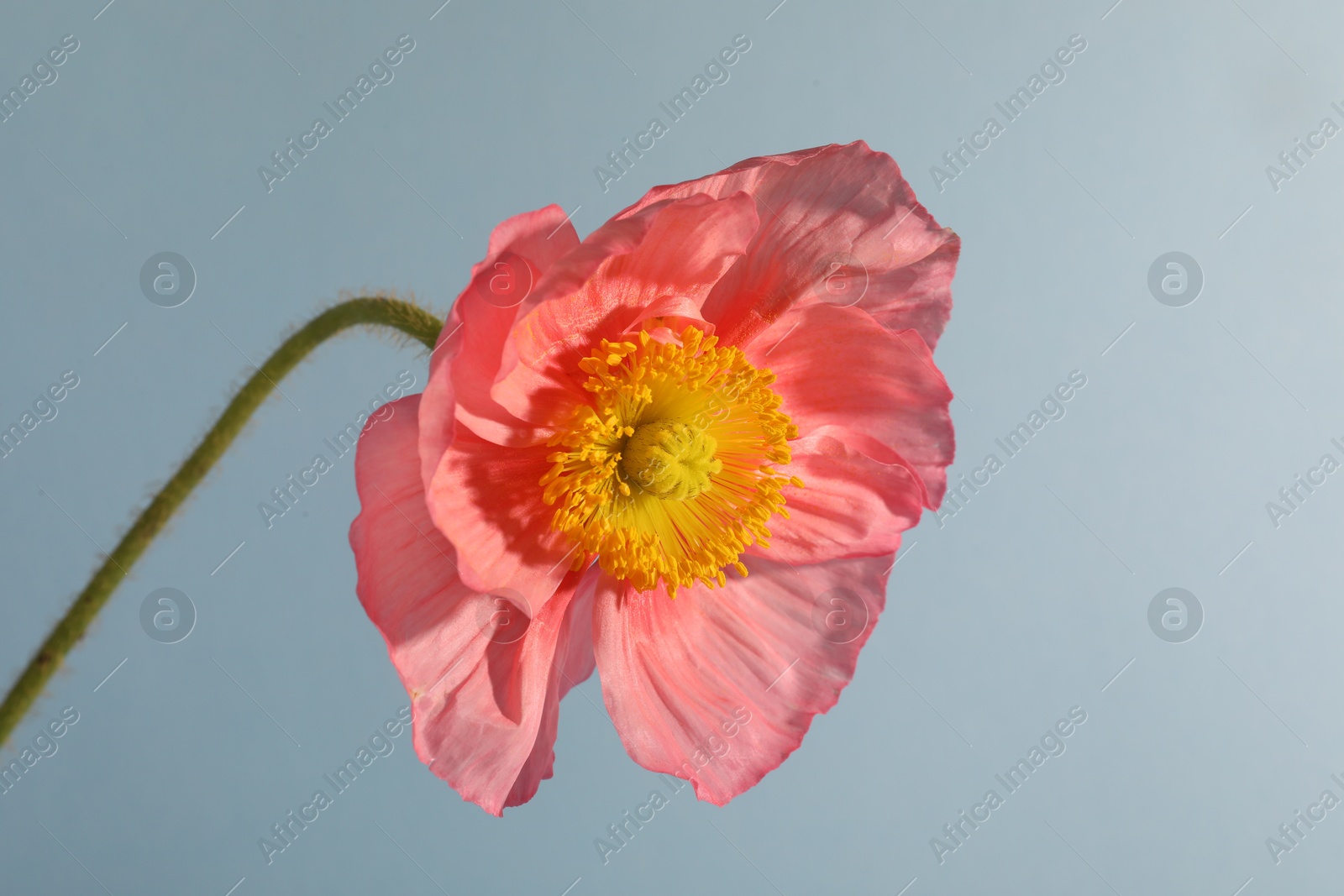 Photo of One beautiful poppy flower on grey background, closeup