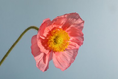Photo of One beautiful poppy flower on grey background, closeup