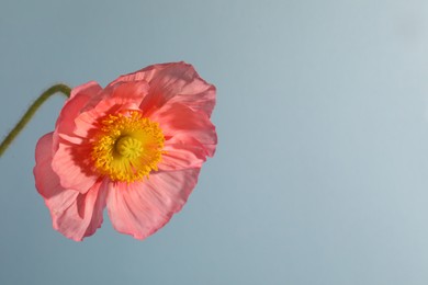 Photo of One beautiful poppy flower on grey background, closeup. Space for text