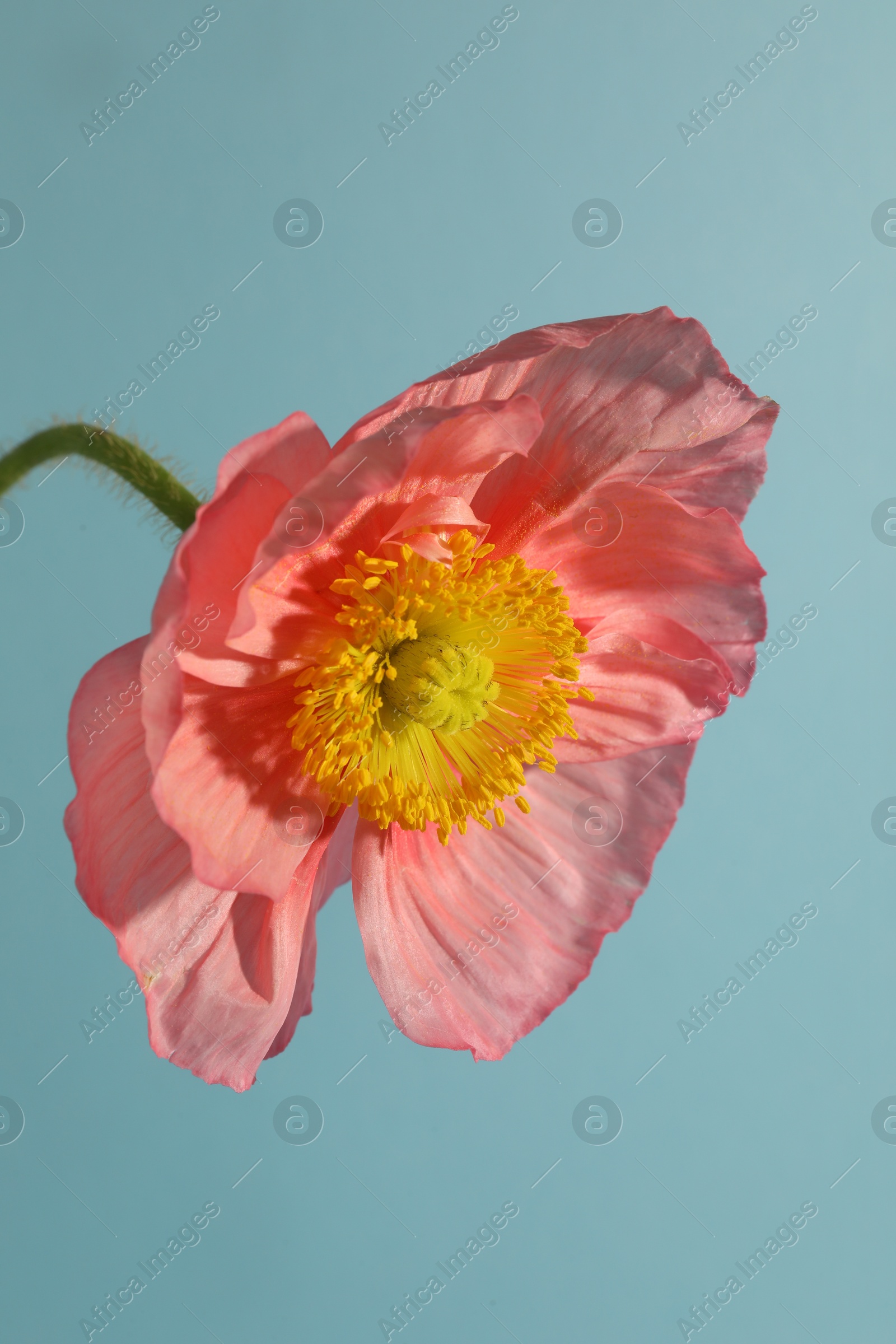 Photo of One beautiful poppy flower on grey background, closeup
