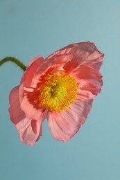 Photo of One beautiful poppy flower on grey background, closeup
