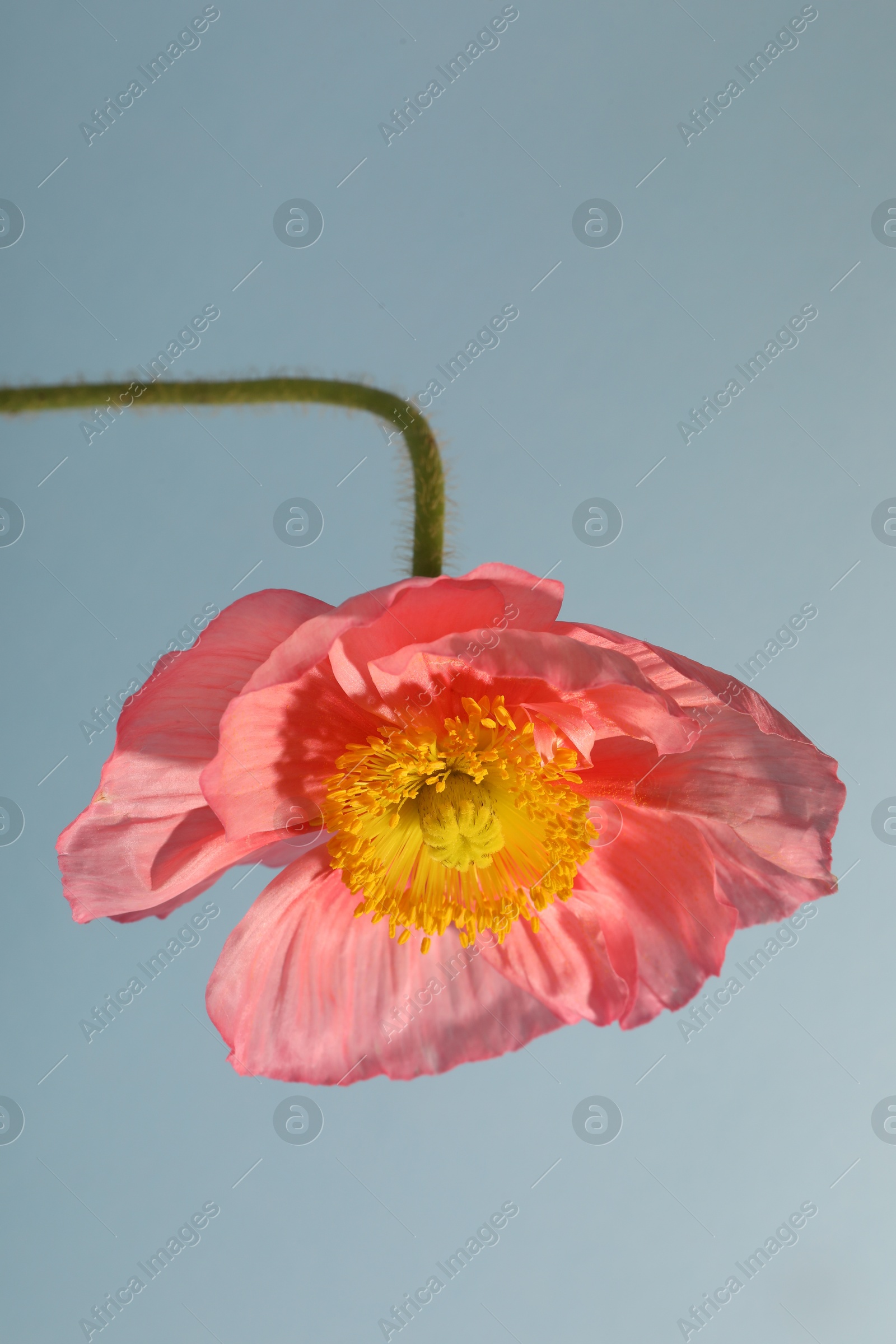 One beautiful poppy flower on grey background, closeup Photo of One beautiful poppy flower on grey background, closeup
