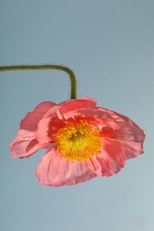 Photo of One beautiful poppy flower on grey background, closeup
