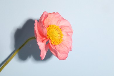 Photo of One beautiful poppy flower on light background, closeup