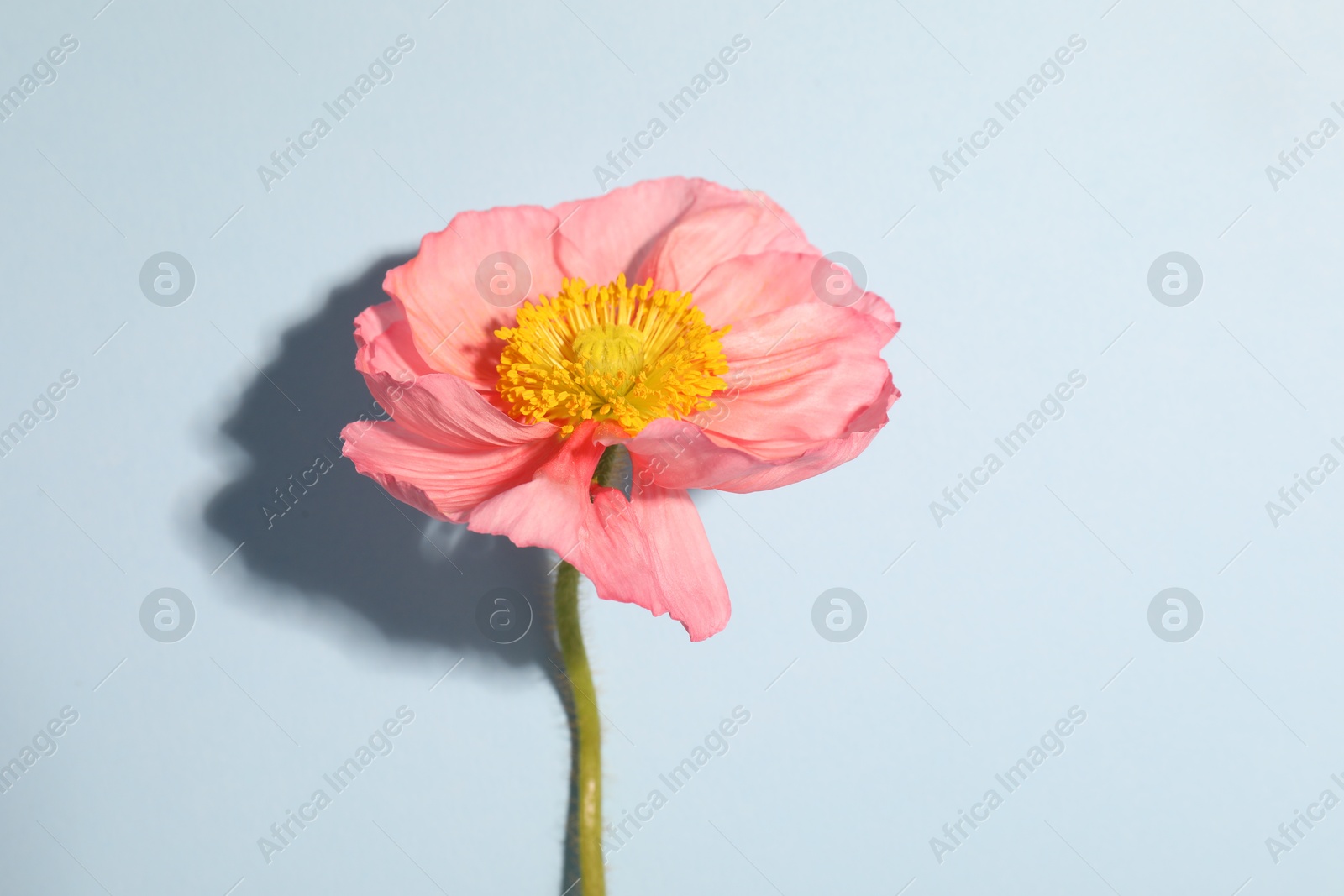 One beautiful poppy flower on light background, closeup Photo of One beautiful poppy flower on light background, closeup