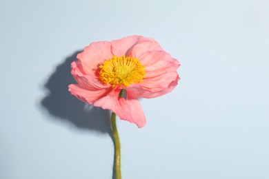 Photo of One beautiful poppy flower on light background, closeup