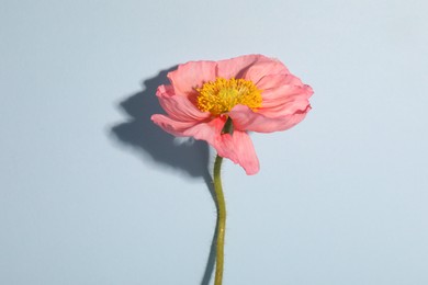Photo of One beautiful poppy flower on light background, closeup