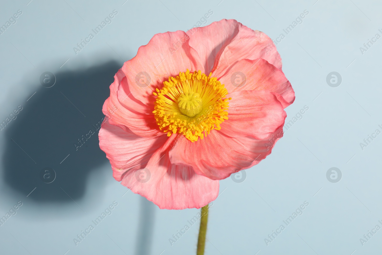 One beautiful poppy flower on light background, closeup Photo of One beautiful poppy flower on light background, closeup