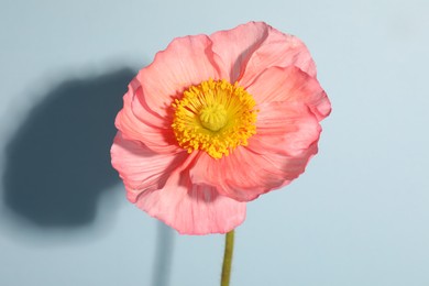 Photo of One beautiful poppy flower on light background, closeup