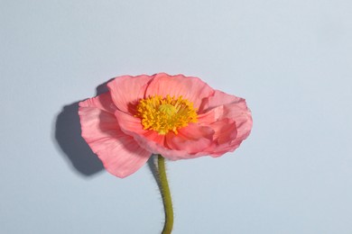 Photo of One beautiful poppy flower on light background, closeup