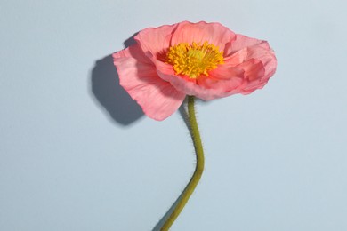 Photo of One beautiful poppy flower on light background, closeup