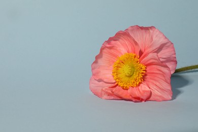 Photo of One beautiful poppy flower on grey background, closeup. Space for text