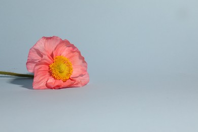 Photo of One beautiful poppy flower on grey background, closeup. Space for text