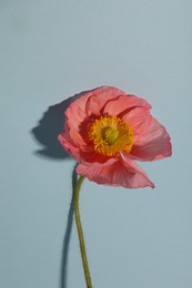 Photo of One beautiful poppy flower on grey background, closeup