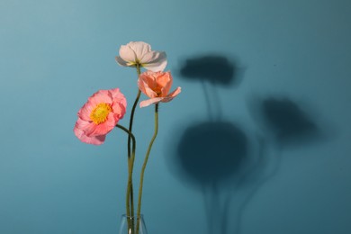 Photo of Beautiful poppy flowers casting shadow on light blue background, closeup