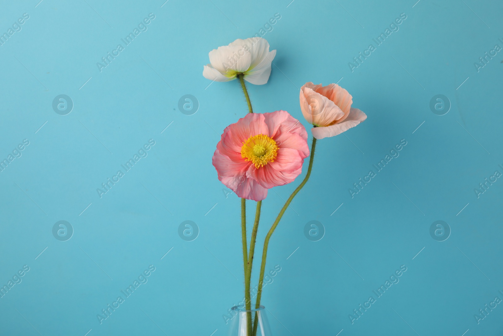 Beautiful poppy flowers on light blue background, closeup Photo of Beautiful poppy flowers on light blue background, closeup