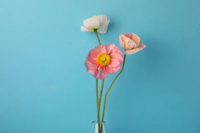 Photo of Beautiful poppy flowers on light blue background, closeup