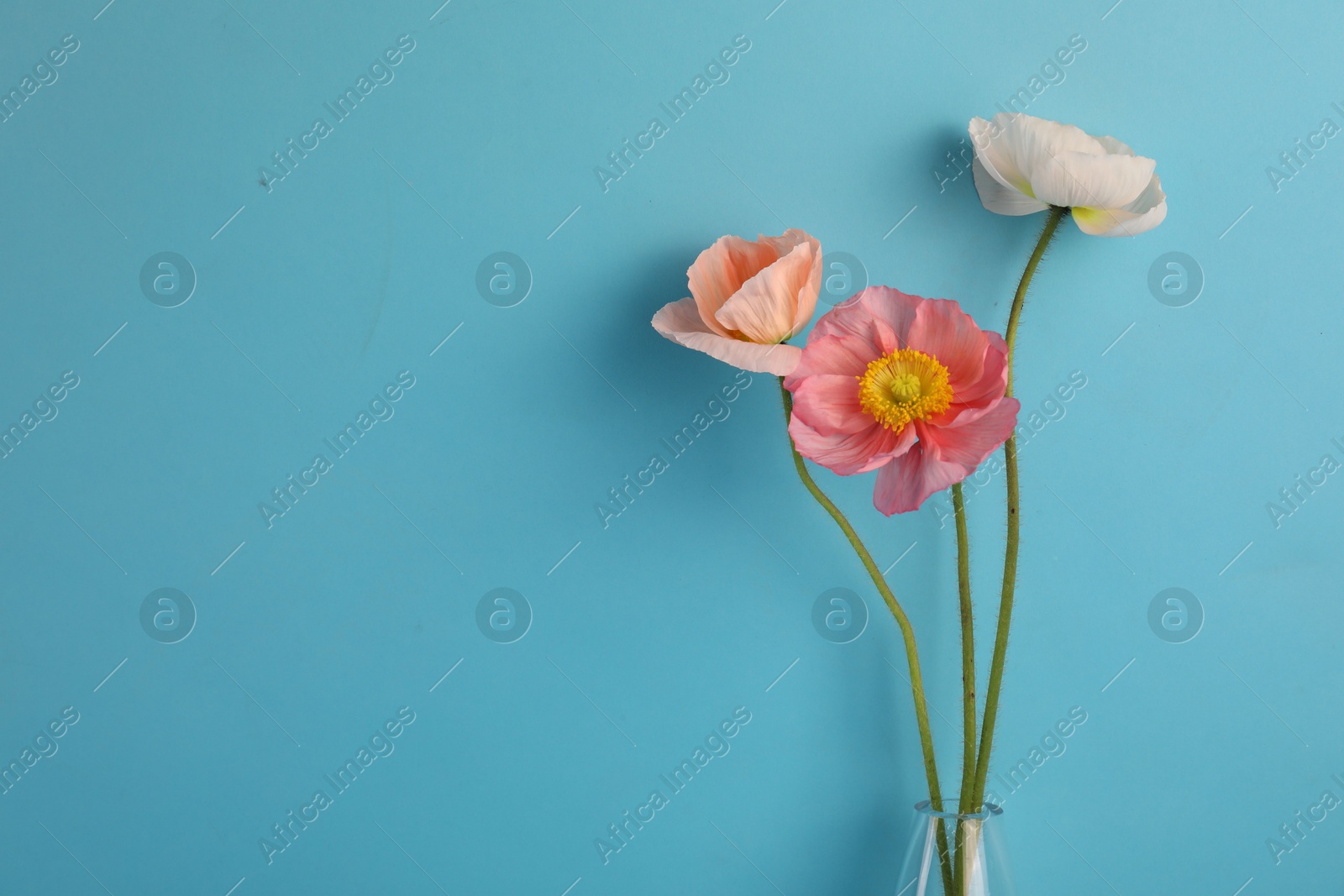 Beautiful poppy flowers on light blue background, closeup. Space for text Photo of Beautiful poppy flowers on light blue background, closeup. Space for text