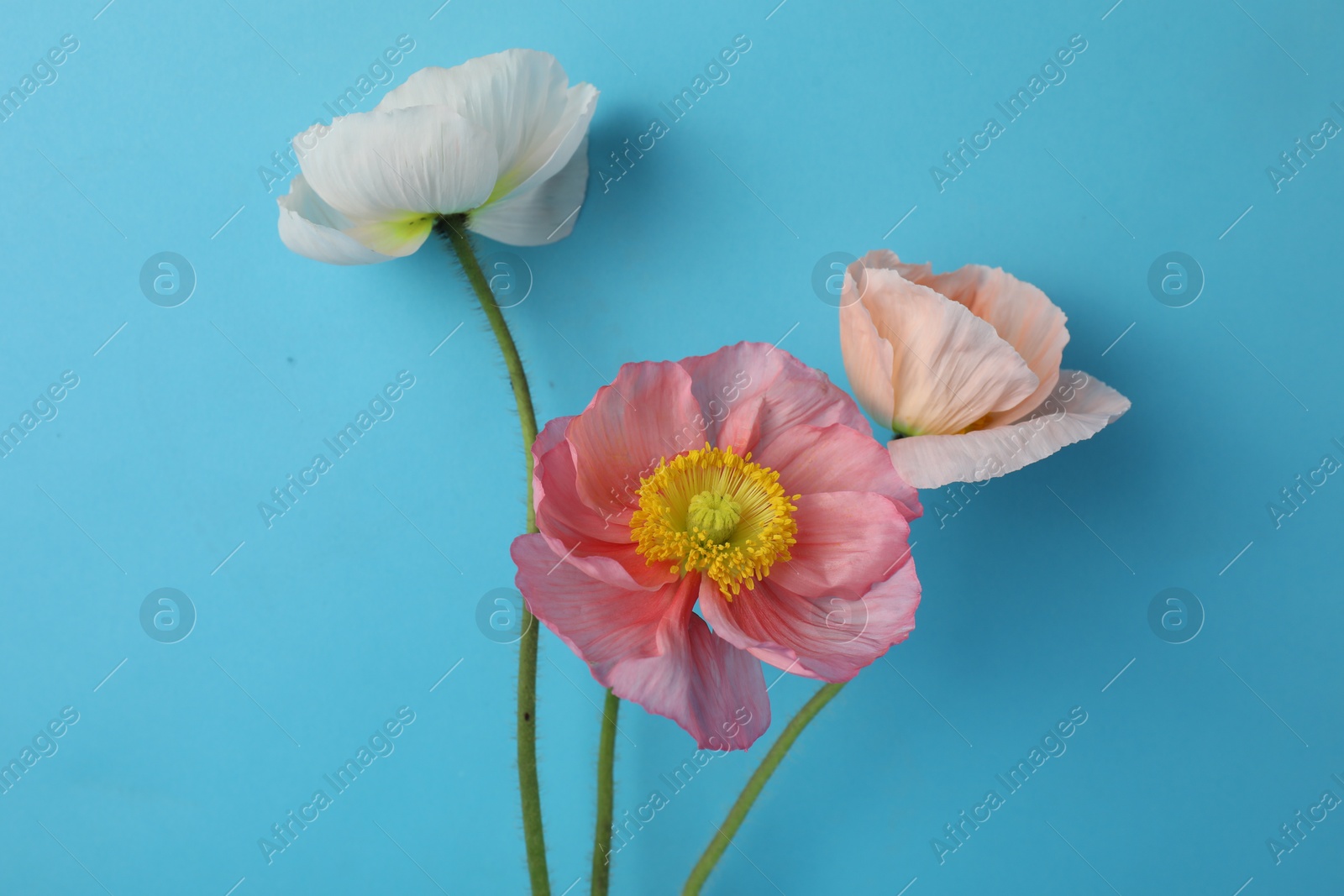 Beautiful poppy flowers on light blue background, closeup Photo of Beautiful poppy flowers on light blue background, closeup