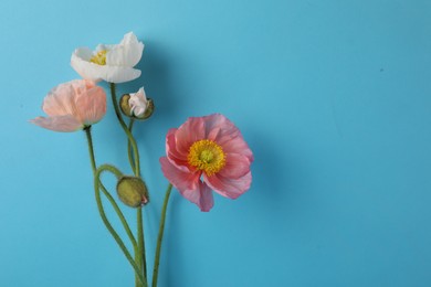 Photo of Beautiful poppy flowers on light blue background, closeup. Space for text