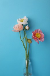 Photo of Beautiful poppy flowers in vase on light blue background