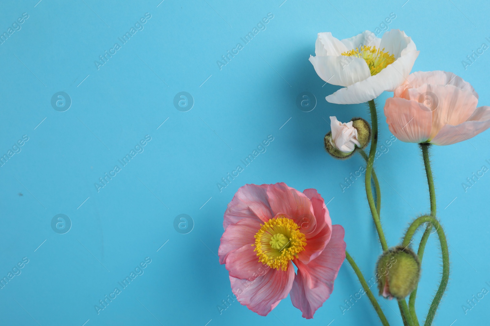 Photo of Beautiful poppy flowers on light blue background, closeup. Space for text
