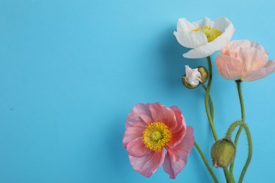 Photo of Beautiful poppy flowers on light blue background, closeup. Space for text