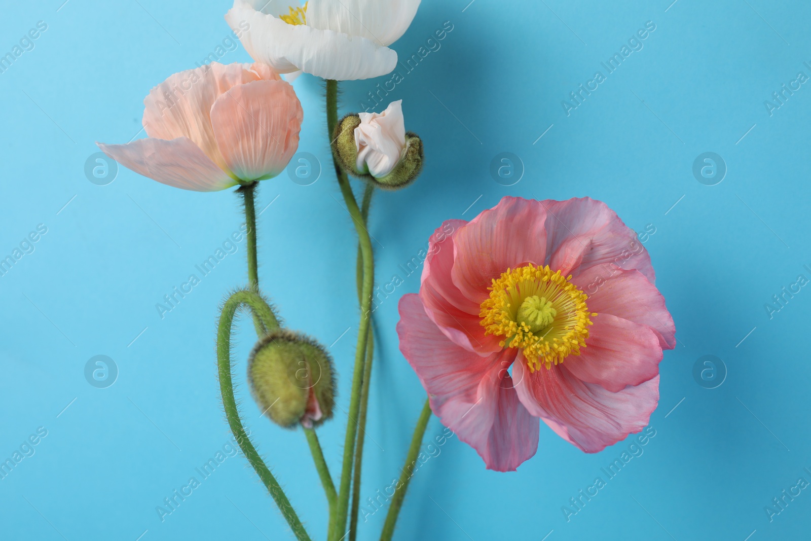 Beautiful poppy flowers on light blue background, closeup Photo of Beautiful poppy flowers on light blue background, closeup