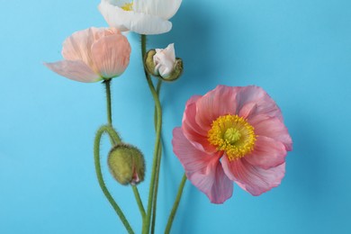 Photo of Beautiful poppy flowers on light blue background, closeup