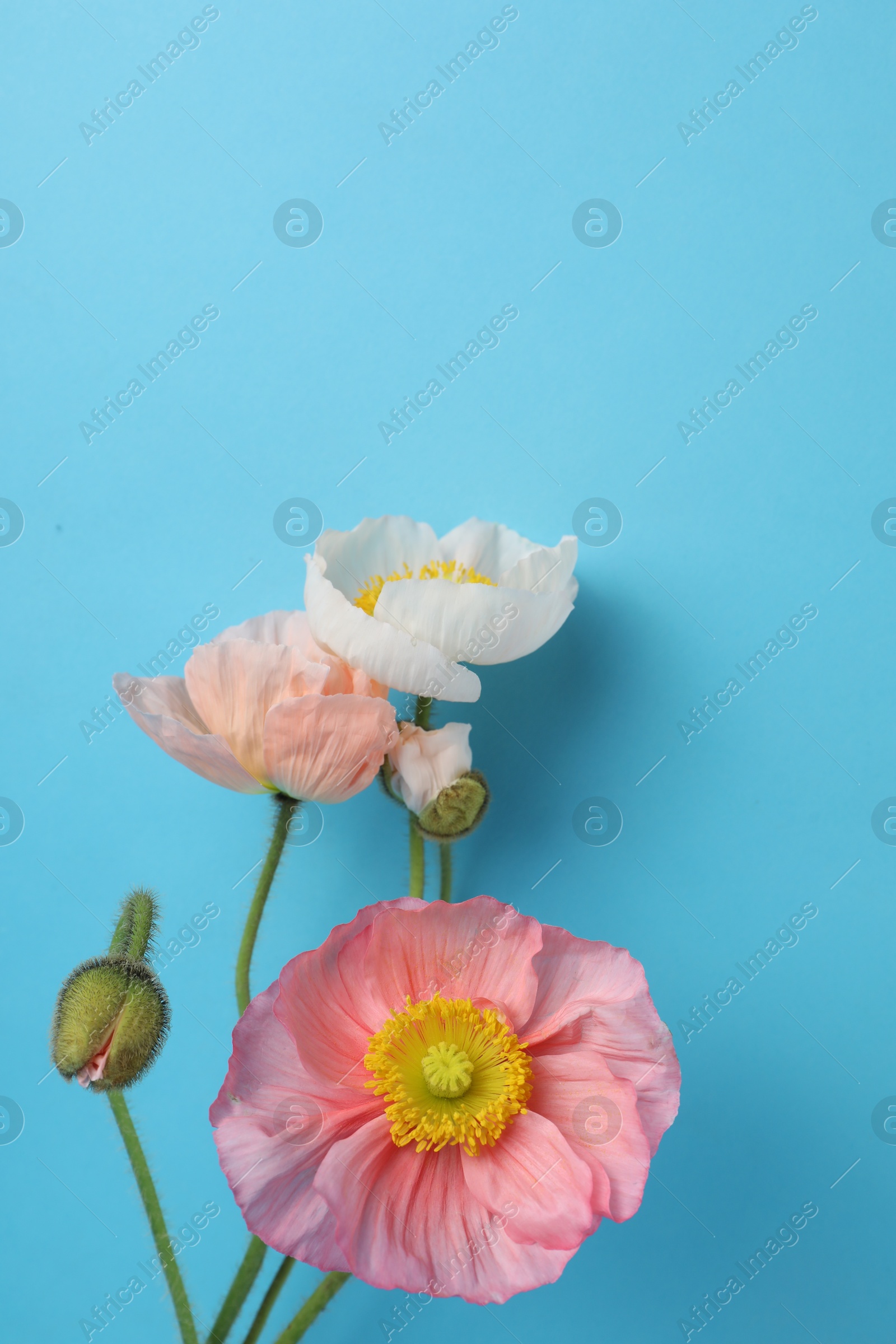 Beautiful poppy flowers on light blue background Photo of Beautiful poppy flowers on light blue background