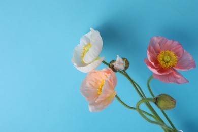 Photo of Beautiful poppy flowers on light blue background, closeup. Space for text