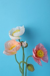 Photo of Beautiful poppy flowers on light blue background