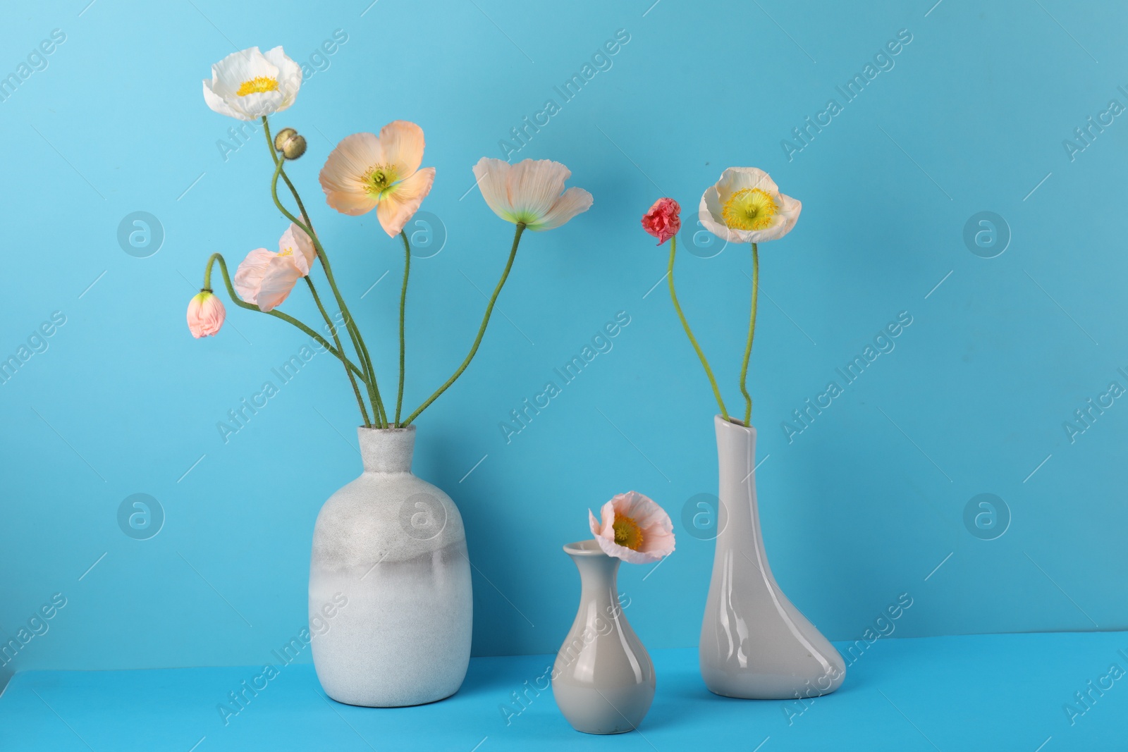 Beautiful poppy flowers in vases on light blue background, closeup Photo of Beautiful poppy flowers in vases on light blue background, closeup