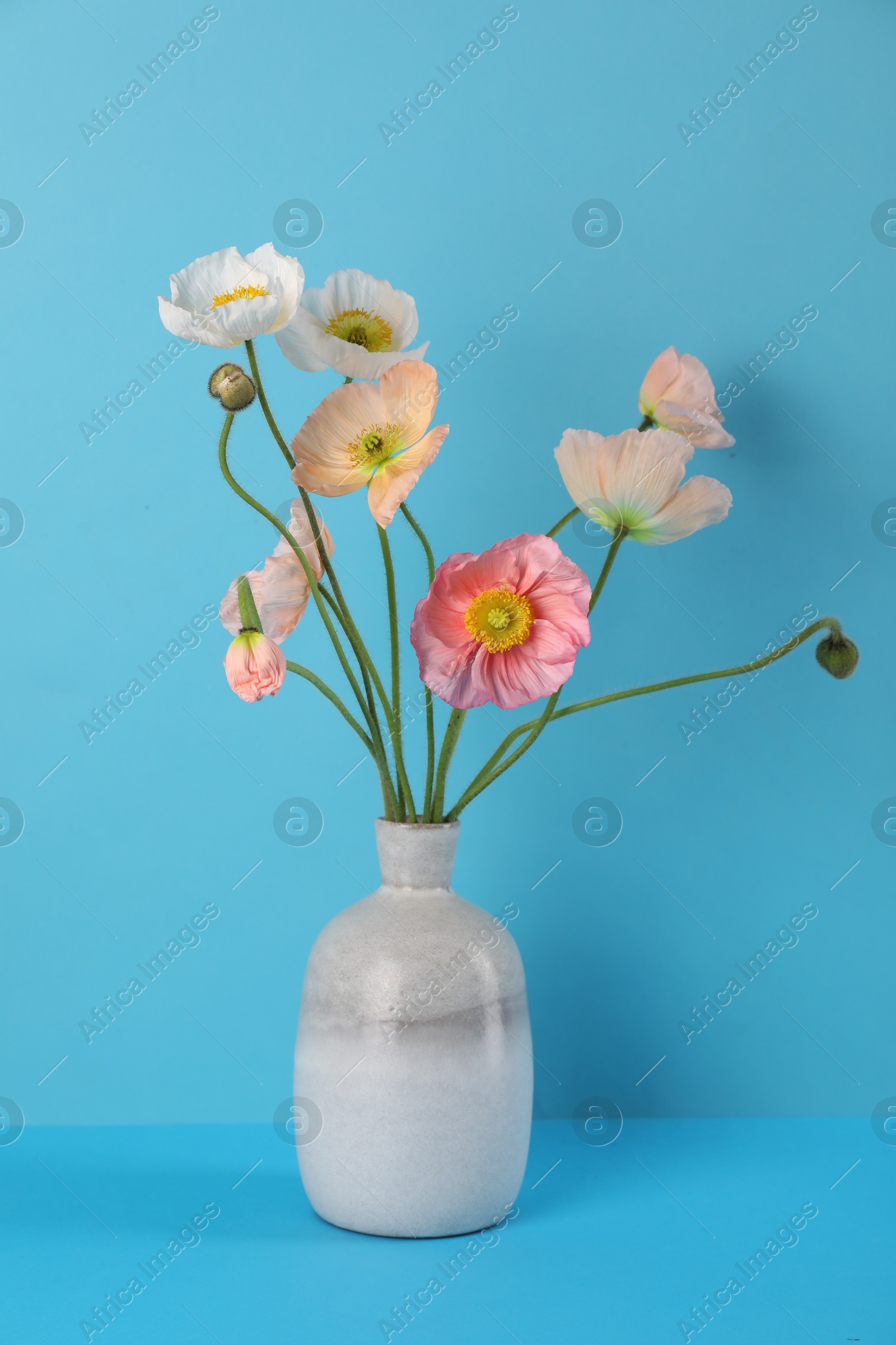 Photo of Beautiful poppy flowers in vase on light blue background
