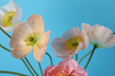 Photo of Beautiful poppy flowers on light blue background, closeup