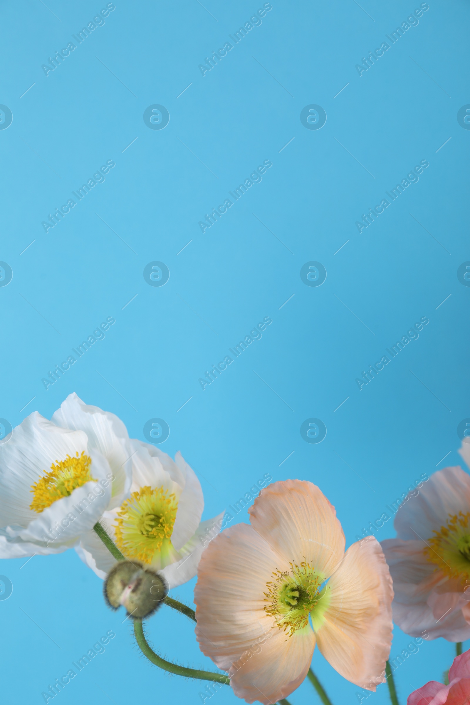 Beautiful poppy flowers on light blue background, closeup. Space for text Photo of Beautiful poppy flowers on light blue background, closeup. Space for text