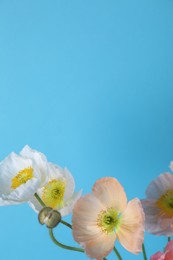 Photo of Beautiful poppy flowers on light blue background, closeup. Space for text