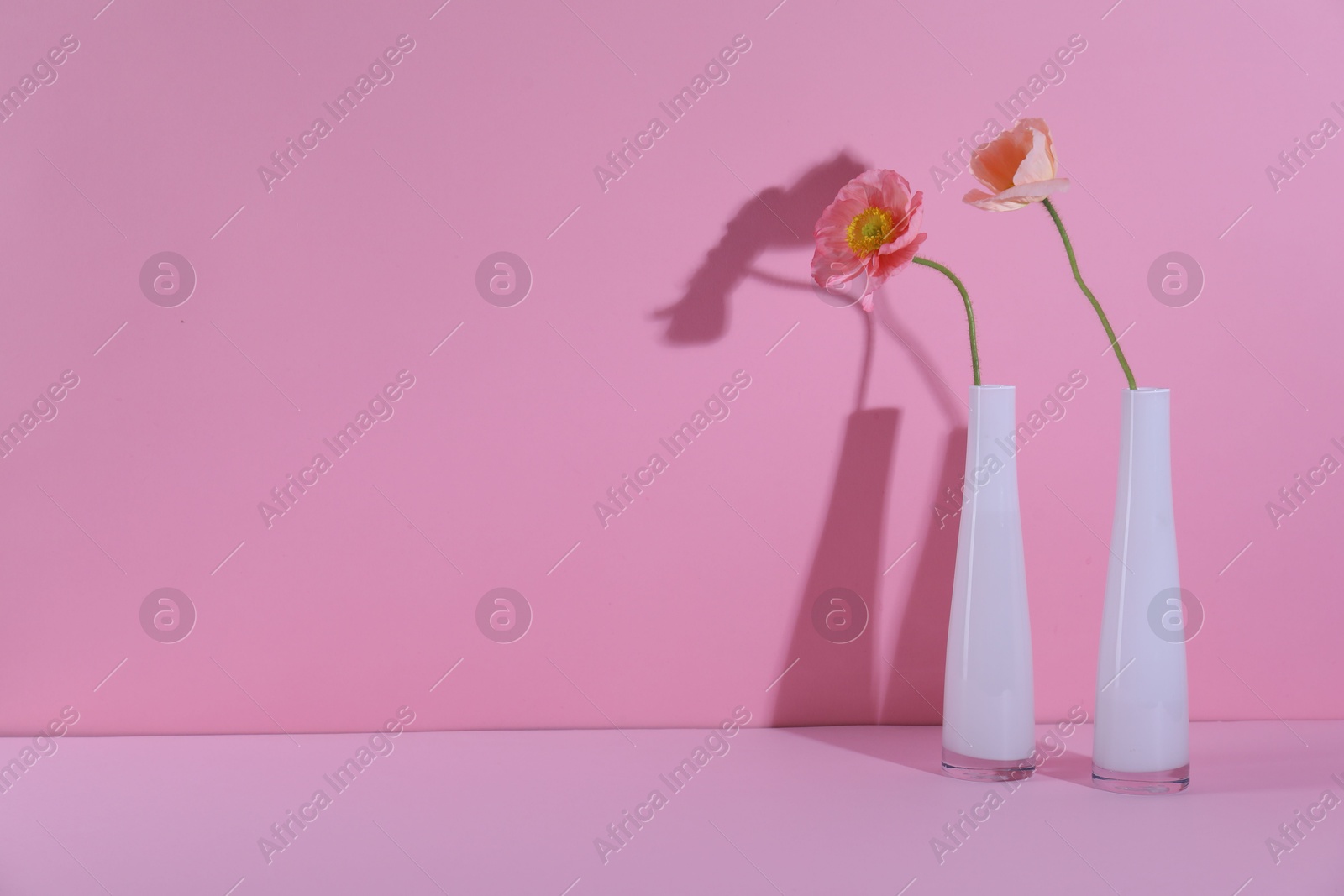 Beautiful poppy flowers in vases casting shadows on pink background, closeup. Space for text Photo of Beautiful poppy flowers in vases casting shadows on pink background, closeup. Space for text