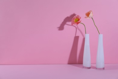 Photo of Beautiful poppy flowers in vases casting shadows on pink background, closeup. Space for text