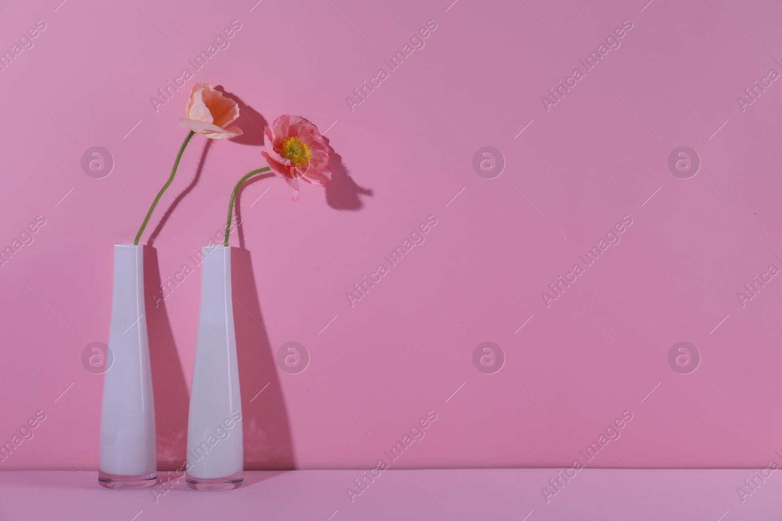 Beautiful poppy flowers in vases casting shadows on pink background, closeup. Space for text Photo of Beautiful poppy flowers in vases casting shadows on pink background, closeup. Space for text